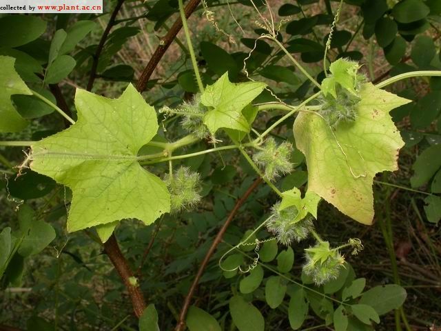 Byttneria aspera